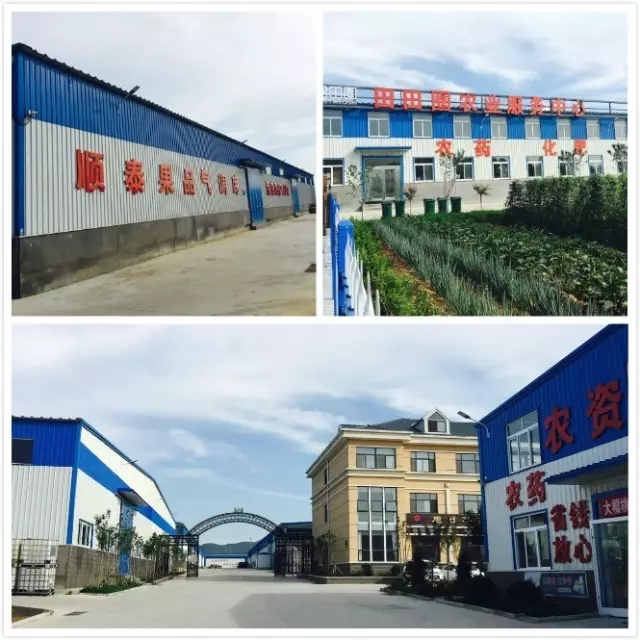 山東煙臺(tái)順泰植?？萍加邢薰? />
</p>
<p>
	　　比如，山東煙臺(tái)順泰植?？萍加邢薰緭碛袉T工130多人，各種車輛二十多輛，1600多個(gè)下游網(wǎng)點(diǎn)，創(chuàng)建了完善的營銷網(wǎng)絡(luò)配送體系，創(chuàng)建了農(nóng)業(yè)技術(shù)服務(wù)推廣體系，創(chuàng)建了農(nóng)業(yè)生產(chǎn)中安全保障體系，并合資、參股100家零售終端， 2017年銷售額高達(dá)1.6億元。煙臺(tái)、威海區(qū)域是順泰植保的主戰(zhàn)場，有葡萄種植面積共20萬畝，而順泰植保覆蓋的面積就占到半壁江山，服務(wù)葡萄種植戶3萬戶，并通過藥肥套餐、架型改造、水肥指導(dǎo)、田間服務(wù)等推廣形式讓農(nóng)戶無后顧之憂；為了改變膠東葡萄落后栽培模式，順泰植保引導(dǎo)農(nóng)戶全面進(jìn)行架型改造，引進(jìn)低干V型架、T型架等新型模式，極大提升葡萄結(jié)果質(zhì)量；并大力推廣克瑞森、陽光玫瑰等優(yōu)秀鮮食品種及配套管理方案，提升農(nóng)戶經(jīng)濟(jì)收入。同時(shí)，深挖蘋果產(chǎn)業(yè)鏈，真正為農(nóng)民創(chuàng)造價(jià)值，解決種植戶三大痛點(diǎn)：讓農(nóng)民買到好農(nóng)資，種出好蘋果，賣出好價(jià)格；真正提升農(nóng)業(yè)產(chǎn)業(yè)效率：種植效率、服務(wù)效率、產(chǎn)銷對(duì)接效率。另外，順泰植保重構(gòu)渠道，在棲霞建立了20個(gè)服務(wù)中心+420個(gè)村級(jí)服務(wù)站，做直供直銷；在膠東控股收購100家大店組建聯(lián)盟平臺(tái)，轉(zhuǎn)型服務(wù)商，單店目標(biāo)300萬元以上。
</p>
<p>
	　　正如順泰植保董事長姚吉強(qiáng)所說，順泰植保就是要構(gòu)建“保姆式服務(wù)體系”，以張欽書為首的專家團(tuán)隊(duì)做最專業(yè)的蘋果解決方案；24名專業(yè)老師服務(wù)團(tuán)隊(duì)30分鐘達(dá)到田間地頭；金剪子冬剪隊(duì)，手把手指導(dǎo)農(nóng)戶進(jìn)行果園改造。還有順泰直播間線上定時(shí)直播，累計(jì)超過10萬人次，栽培技術(shù)、農(nóng)事操作、病蟲害防治等——幫農(nóng)戶種好果，提升服務(wù)效率，其中蘋果頂尖技術(shù)專家8人，分區(qū)域服務(wù)，從修剪、套袋、打藥、施肥全面培訓(xùn)引導(dǎo)，針對(duì)蘋果市場低迷農(nóng)民迷茫，引導(dǎo)農(nóng)民蘋果更新?lián)Q代、老果園改造，振興蘋果產(chǎn)業(yè)。不僅如此，順泰植保構(gòu)建水肥一體化系統(tǒng)，與政府合作，免費(fèi)為農(nóng)戶安裝噴灌設(shè)備11000畝，新建實(shí)驗(yàn)室，為農(nóng)戶測土配肥、建立土壤數(shù)據(jù)庫；建立水肥一體化設(shè)施、BB肥生產(chǎn)線——新技術(shù)改善土壤、節(jié)省成本，幫果農(nóng)種出好蘋果：表光好、果型端正、口感好——賣個(gè)好價(jià)錢；引進(jìn)日本皮膜鈣技術(shù)，提升表光，探索不套袋技術(shù)；引進(jìn)日本活力酵素，使糖度提升2個(gè)，口感好；引進(jìn)先進(jìn)的蘋果種苗，培育觀察，為蘋果更新?lián)Q代做好儲(chǔ)備；建設(shè)銷售平臺(tái)、打通產(chǎn)業(yè)鏈：建成3000噸氣調(diào)庫，購買智能選果機(jī)，5月對(duì)接銷售櫻桃接近1000萬；為果農(nóng)和供應(yīng)商成本價(jià)提供倉儲(chǔ)服務(wù)，已對(duì)接蘋果訂單3000噸；建設(shè)B2B供應(yīng)鏈平臺(tái)，和農(nóng)泰金融合作果樂金項(xiàng)目鎖定農(nóng)資，徹底解決農(nóng)資賒銷問題；蘋果儲(chǔ)存在順泰，倉單質(zhì)押，利用農(nóng)泰資金給農(nóng)戶資金用于支付農(nóng)資——提升銷售效率、幫農(nóng)戶賣個(gè)好價(jià)錢。姚吉強(qiáng)不滿足于此，對(duì)公司還有進(jìn)行三大轉(zhuǎn)型：
</p>
<p style=