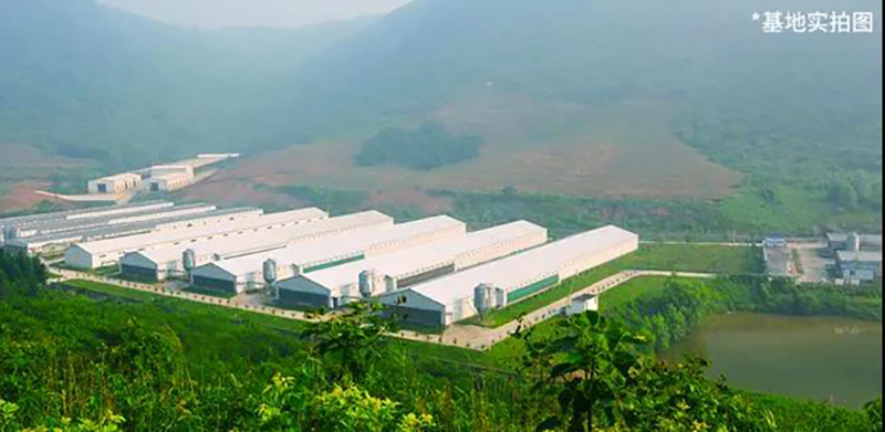 圣迪樂村蛋雞養(yǎng)殖場 圣迪樂村蛋雞養(yǎng)殖場